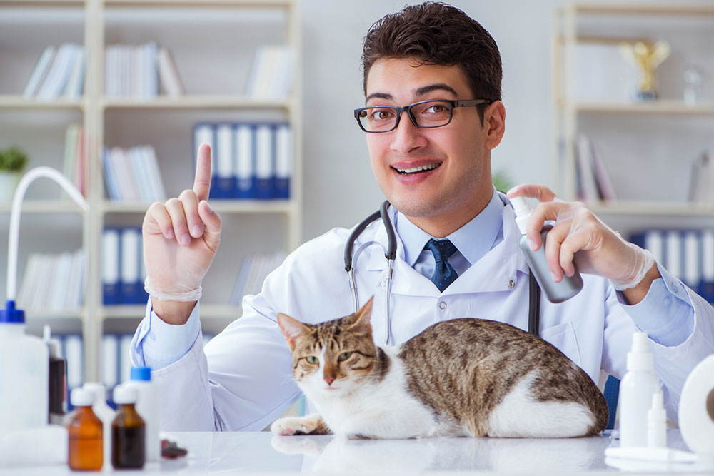 4 warning signs of UTI in cats and effective remedies