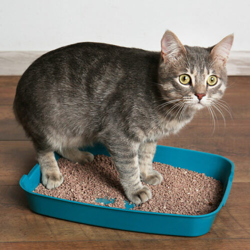 How to solve cat litter box problems