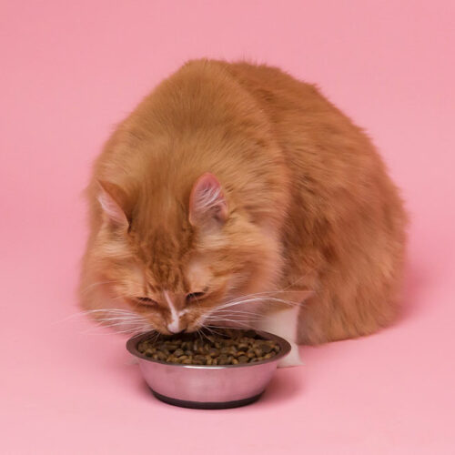 Top 10 cat food deals to check out ahead of Black Friday 2022