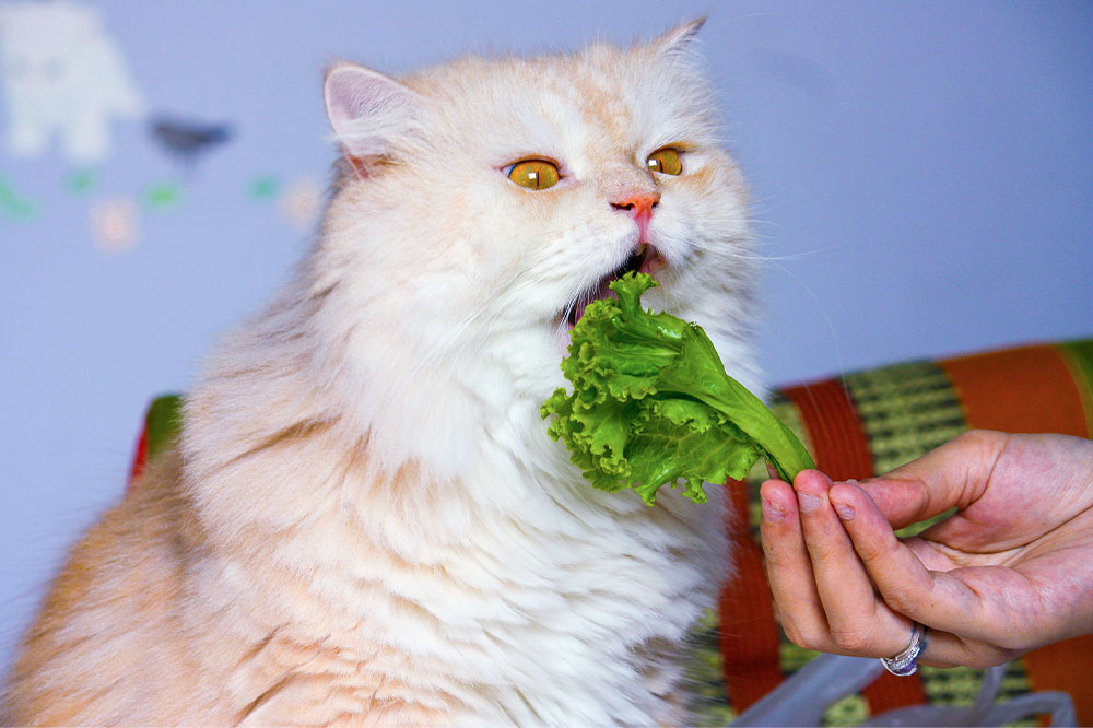 7 delicious human foods and treats safe for cats