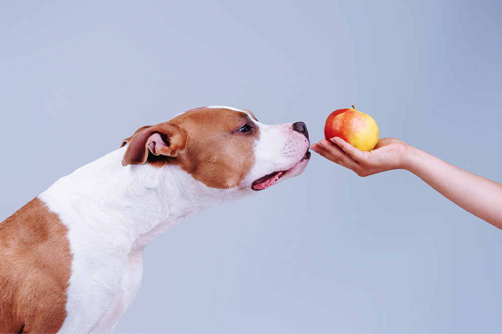 7 human foods that dogs can enjoy